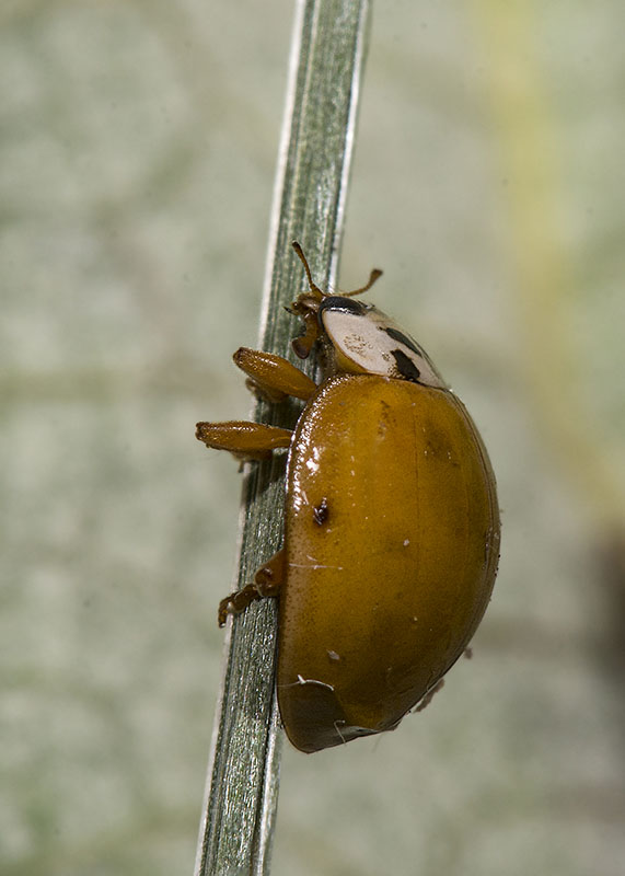 Coccinellidae: Harmonia axyridis